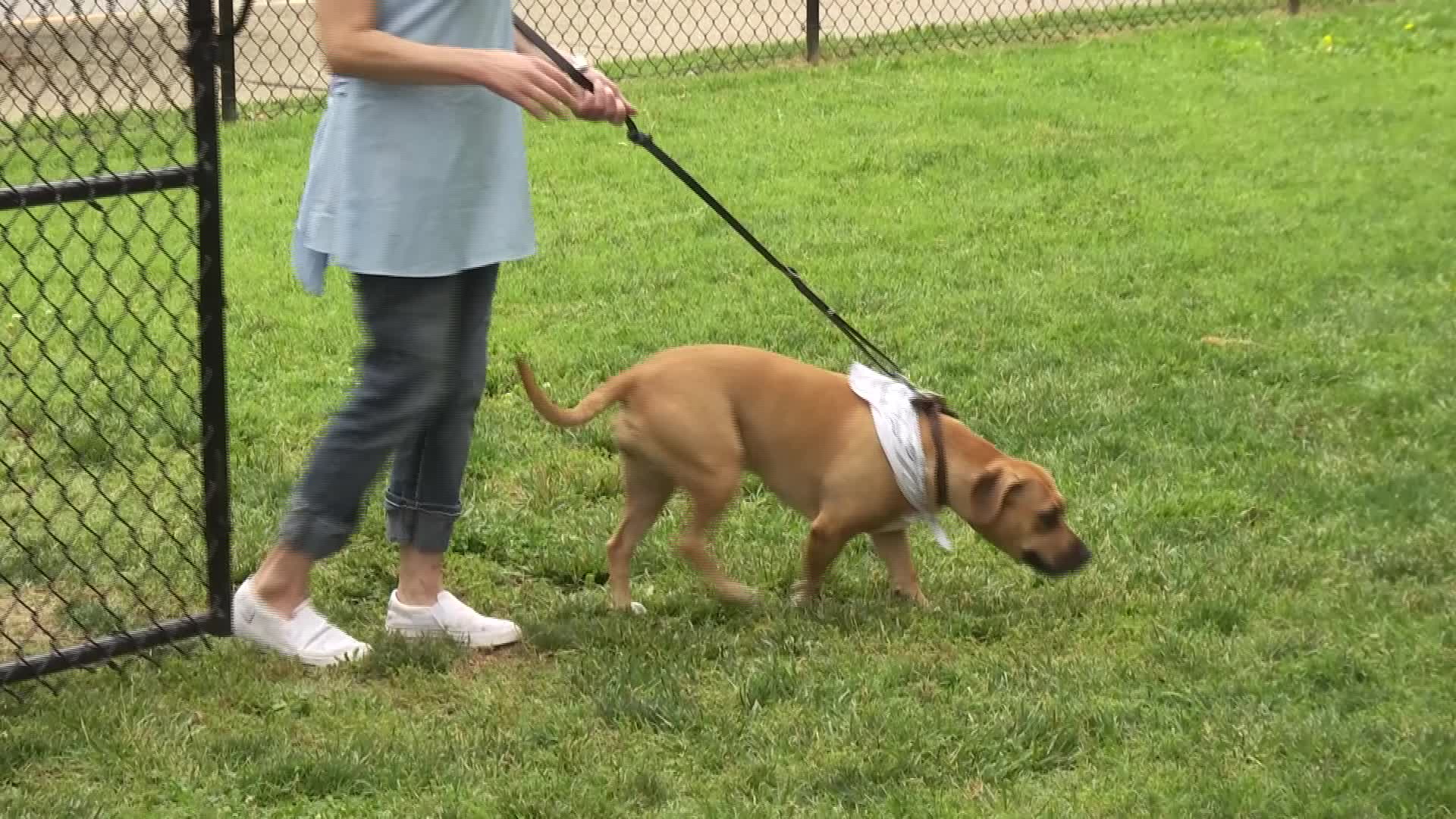 Grand opening of Earthborn Holistic Dog Park in Evansville Eyewitness