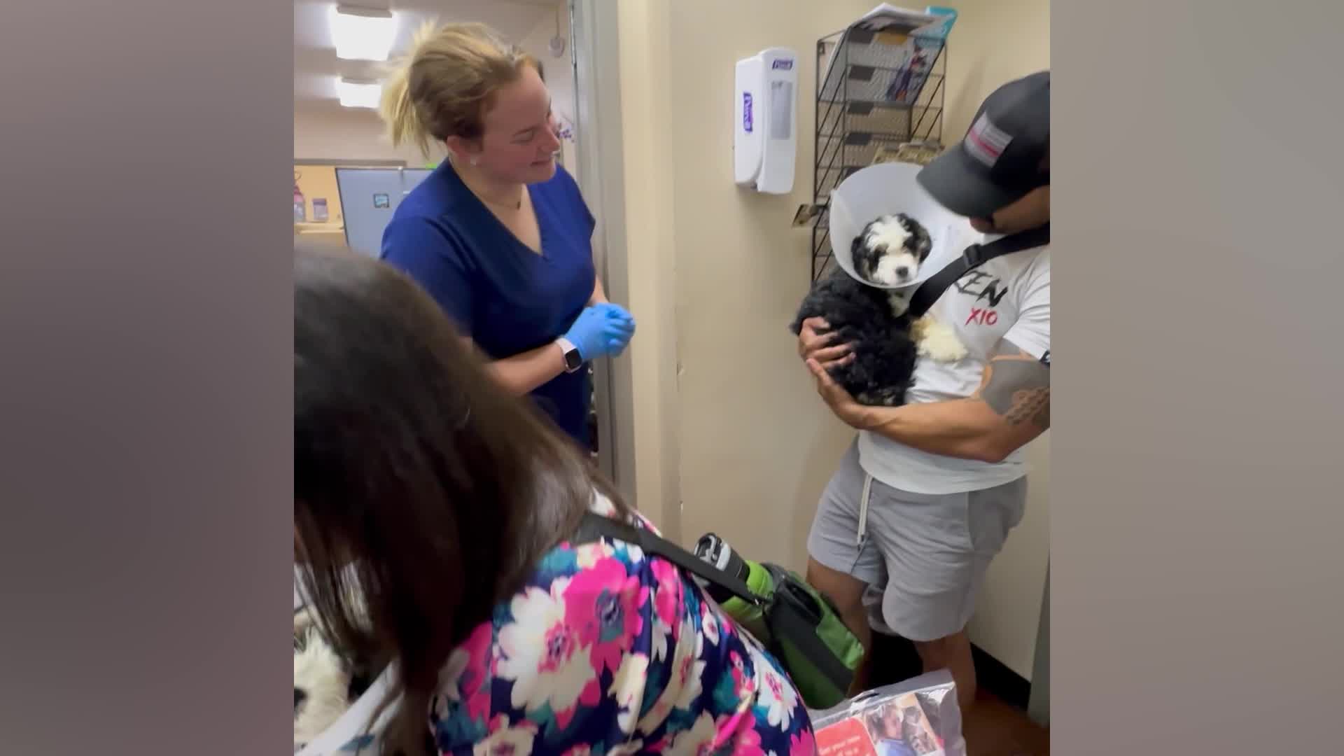 Owner may face charges after leaving 4 puppies in hot car while dining ...