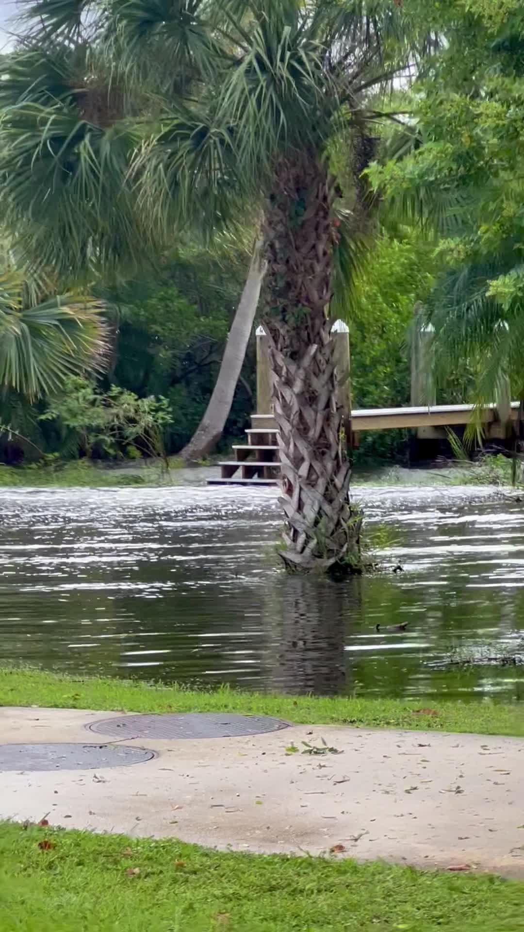 Safety Harbor flooding view 2 WFLA