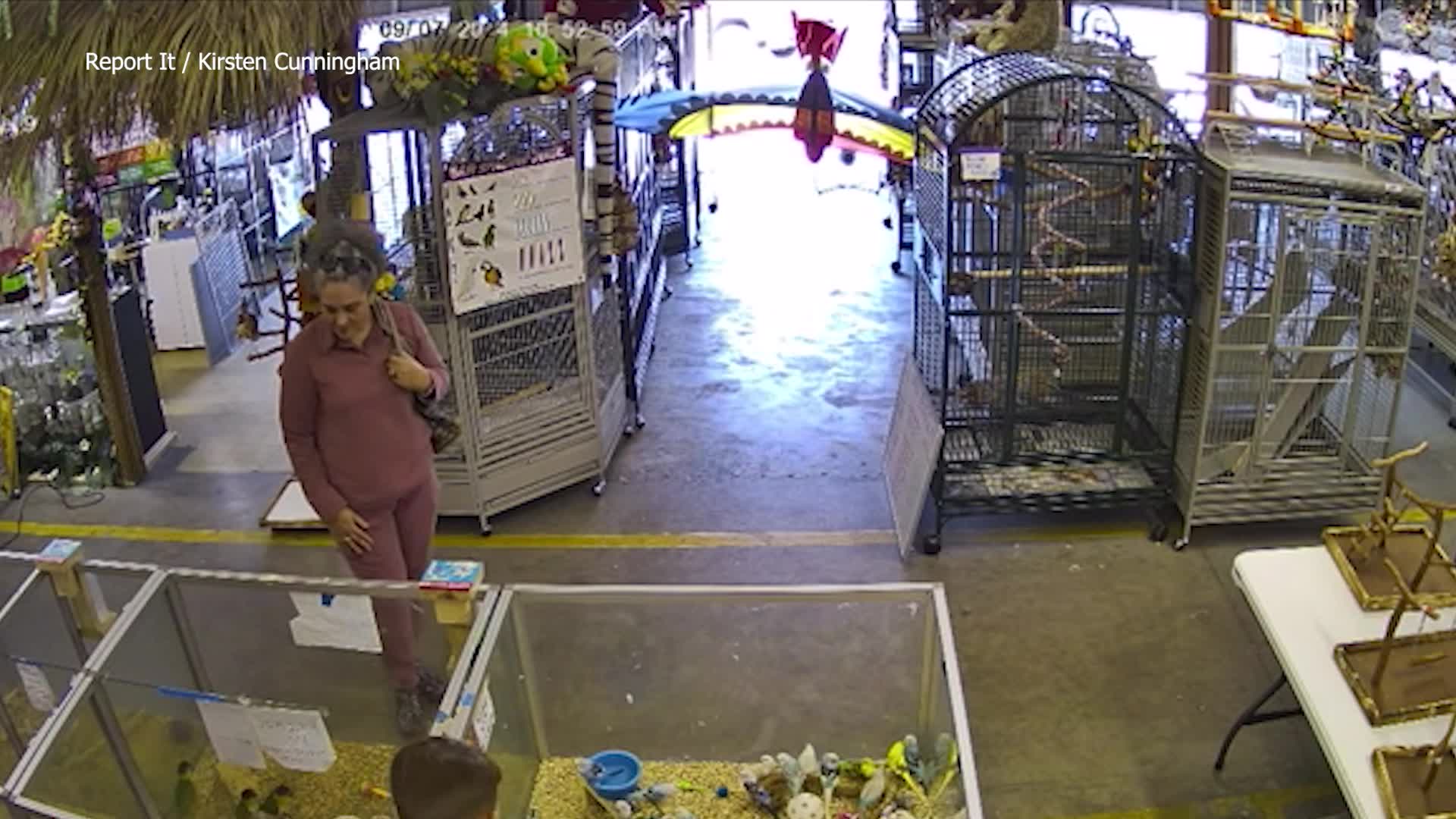 Surveillance video catches woman stealing 2,400 baby bird from Oldsmar