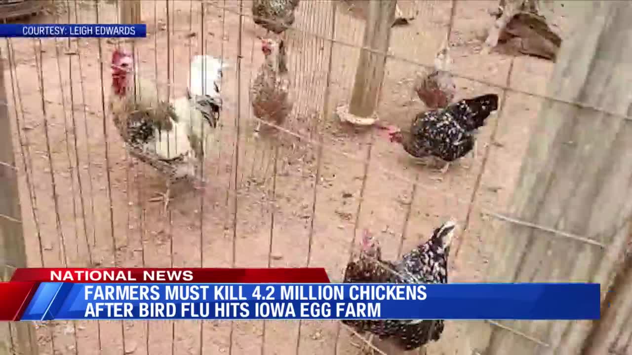 Farmers must kill 4.2 million chickens after bird flu hits Iowa farm ...
